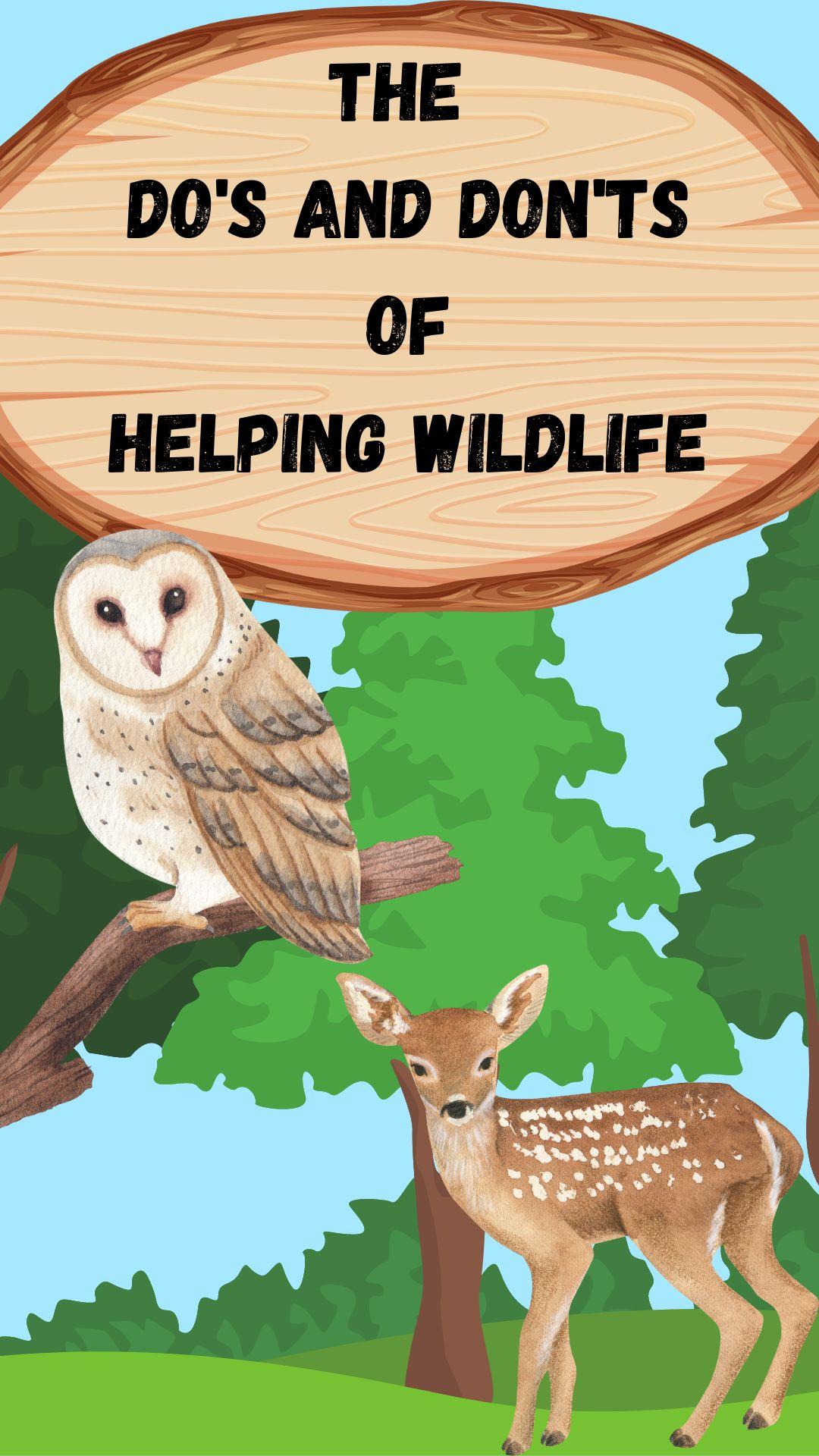 The Dos and Donts of Helping Wildlife