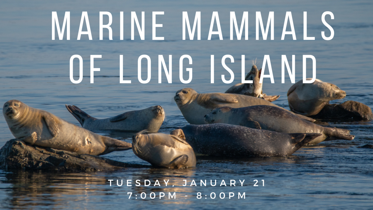 Seals at Cupsogue Beach, Long Island